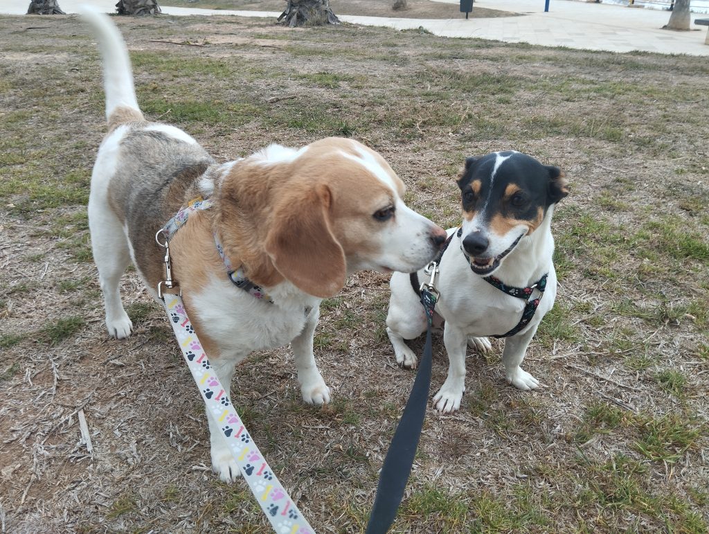 Phoebe y Charlie | alertamascotas.es