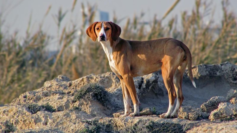 Perro | Alerta Mascotas