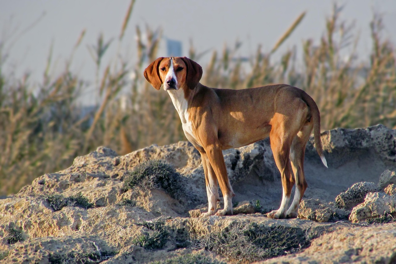 Cómo organizar la búsqueda de una mascota perdida en tu barrio