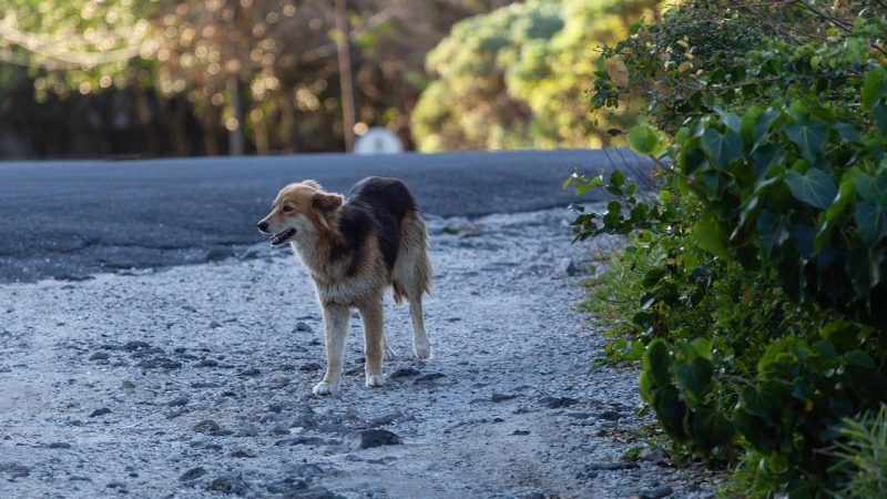 Perro en la calle | Alerta Mascotas