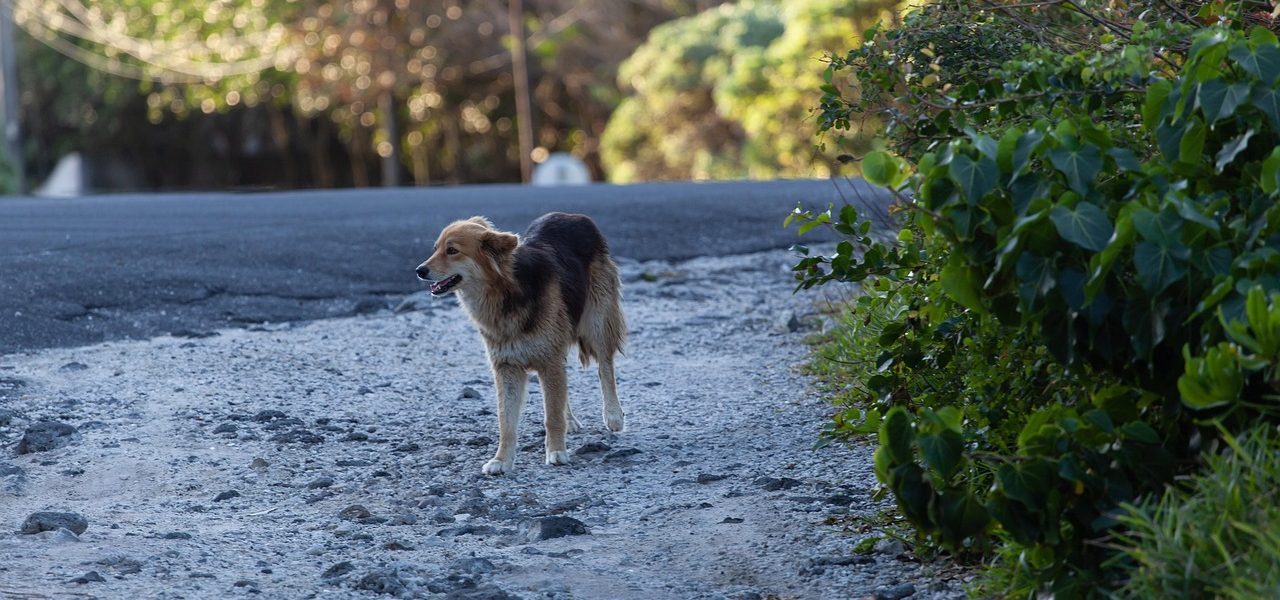 Qué hacer en las primeras 24 horas si tu mascota se pierde