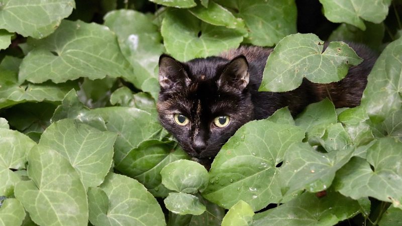 Gato perdido y asustado | Alerta Mascotas