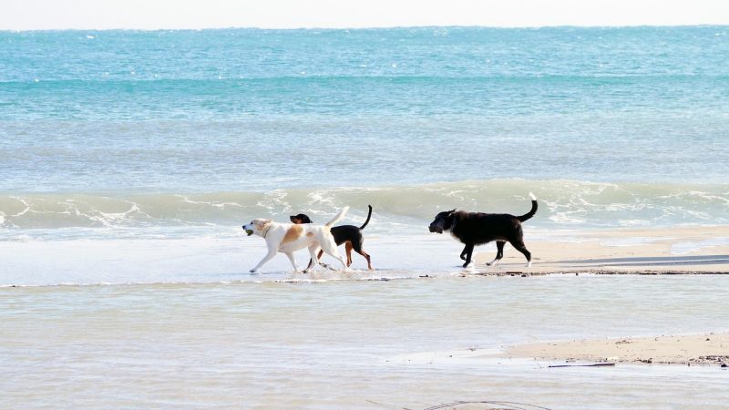 perros paseando por la playa