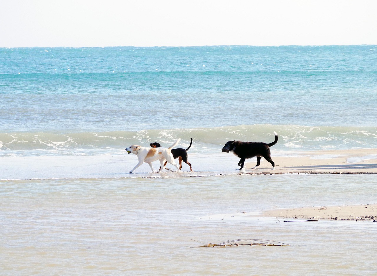 Playas para perros en España: normativa y consejos prácticos