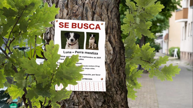 Se busca - cartel | Alerta Mascotas