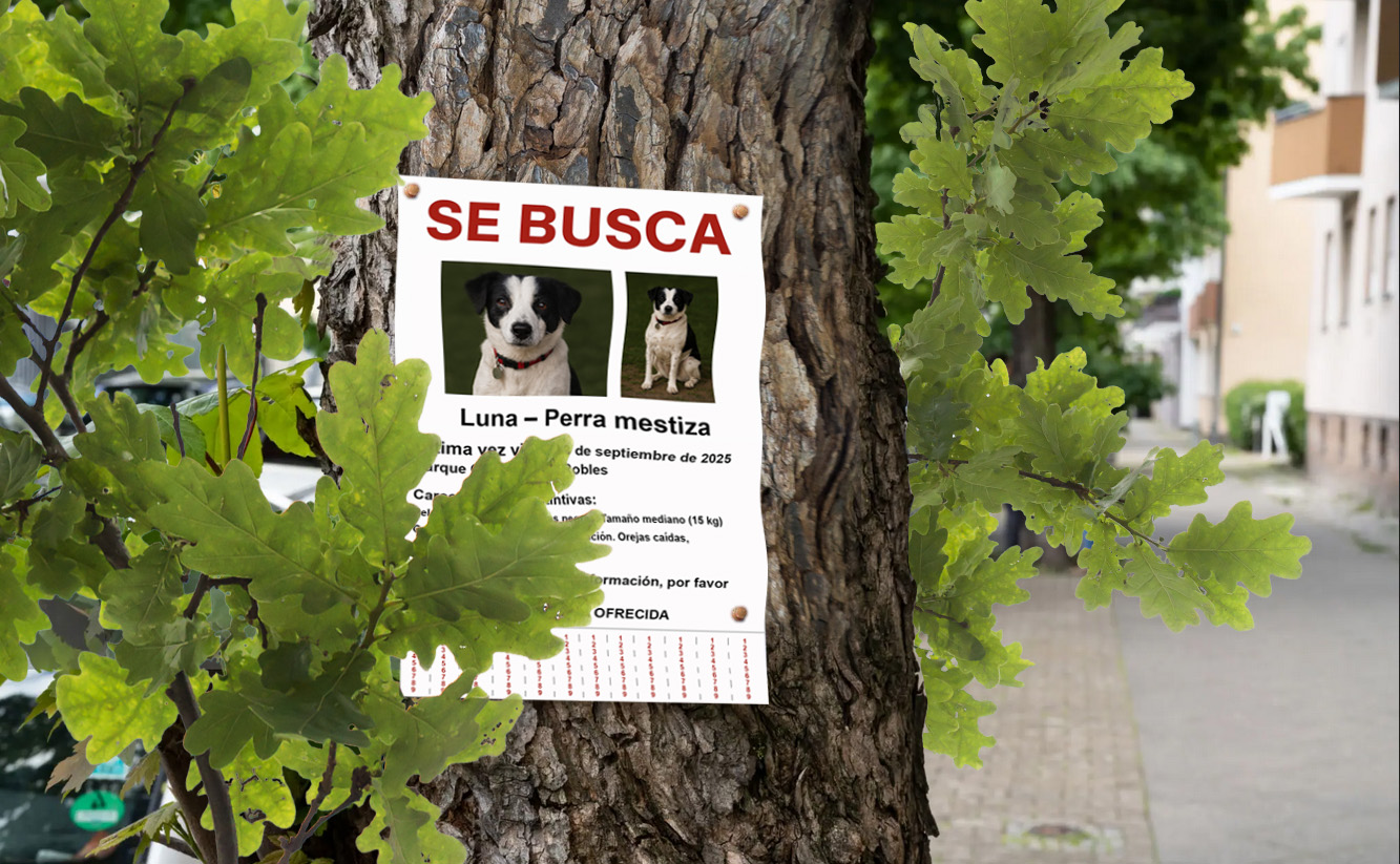 Cómo crear un cartel efectivo de “Se busca”