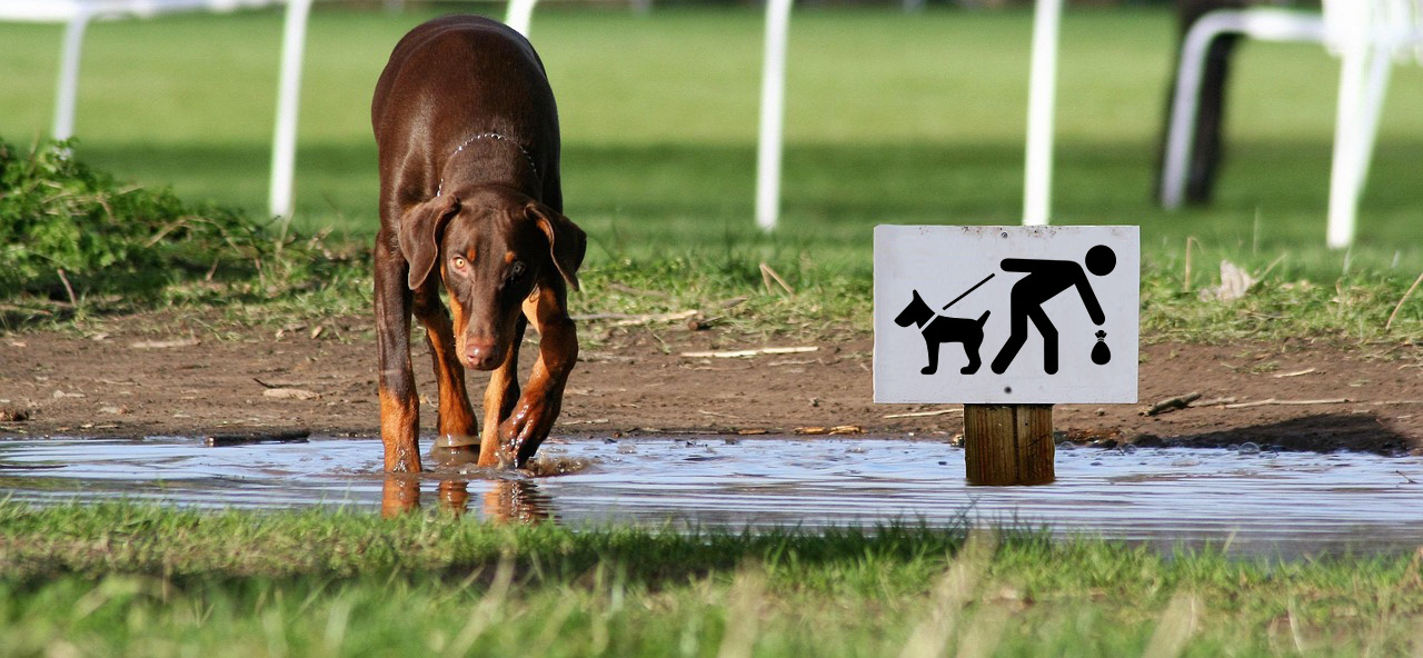 Obligaciones legales para dueños de perros en España