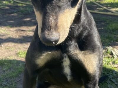 Perro perdido en Las Quemadas, Córdoba