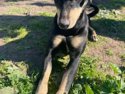 Perro perdido en Las Quemadas, Córdoba