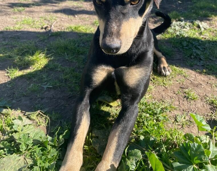 Perro perdido en Las Quemadas, Córdoba