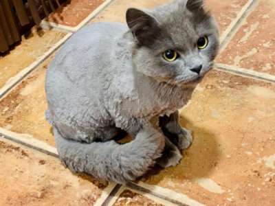 Gato desaparecido se llama “Grey” es macho, está castrado y tiene puesto el chip es muy noble.