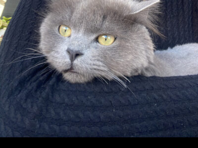 Gato desaparecido se llama “Grey” es macho, está castrado y tiene puesto el chip es muy noble.