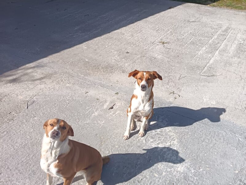 Dos perras desaparecidas