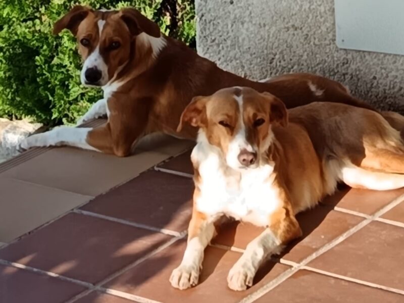 Dos perras desaparecidas