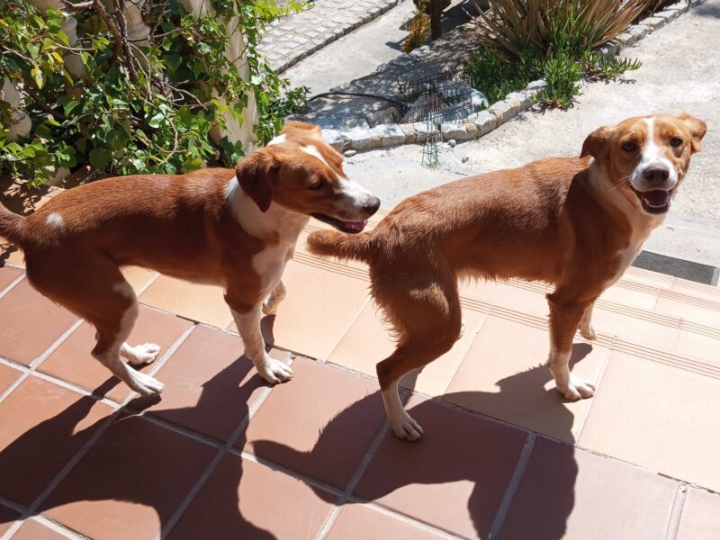 Dos perras desaparecidas