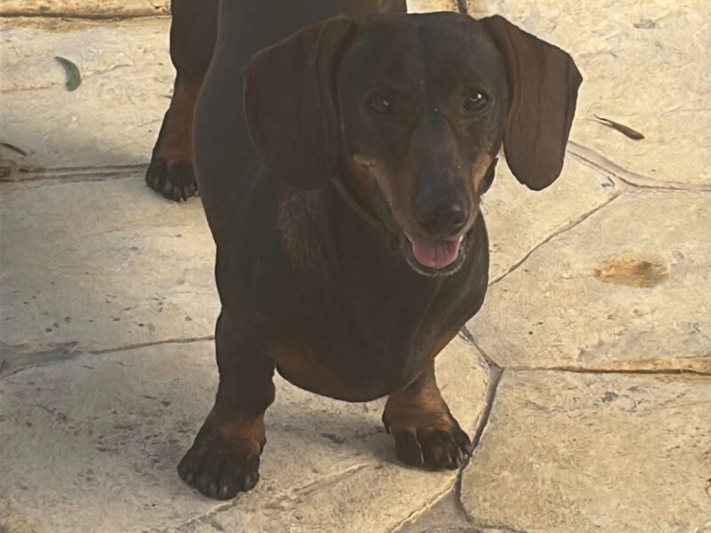 ALERTA: PERRO SALCHICHA PERDIDO EL 5 DE MAYO 2026 EN LA CALLE CAMINO AMIGOS DE LA NATURALEZA, EN CHICLANA DE LA FRONTERA, CÁDIZ..