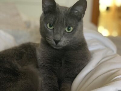 Gato gris de ojos verdes perdido