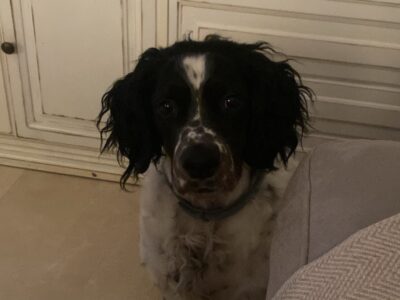 Curro