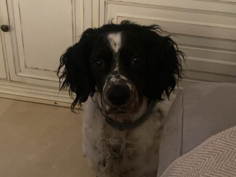 Curro