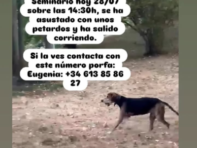 Perra Perdido en San Sebastian