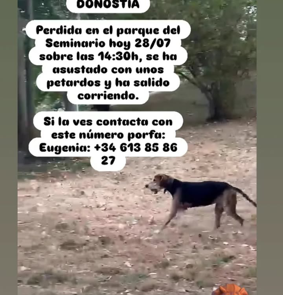 Perra Perdido en San Sebastian