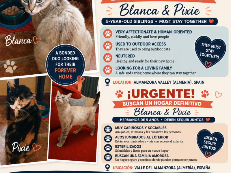 Dos gatas buscan hogar urgente