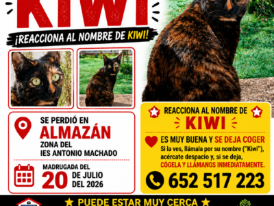 GATA PERDIDA
