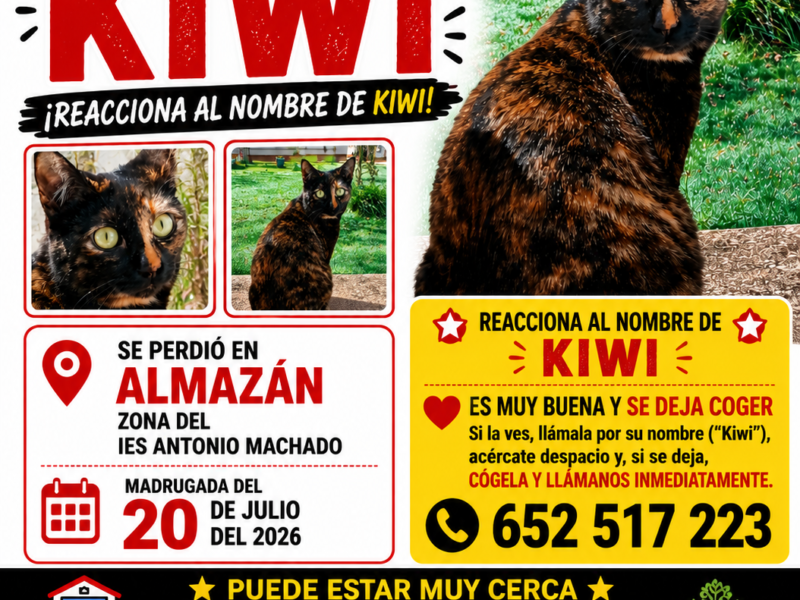 GATA PERDIDA