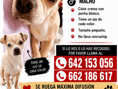 perrito perdido
