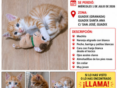 Gatito perdido de 2 meses