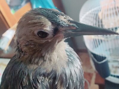 PERDIDO EN ÍLLORA — ESTORNINO JOVEN MUY MANSO