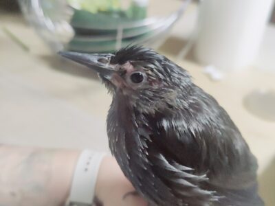 PERDIDO EN ÍLLORA — ESTORNINO JOVEN MUY MANSO