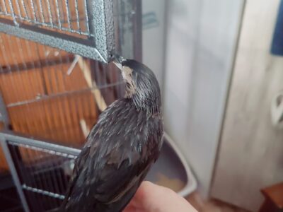 PERDIDO EN ÍLLORA — ESTORNINO JOVEN MUY MANSO