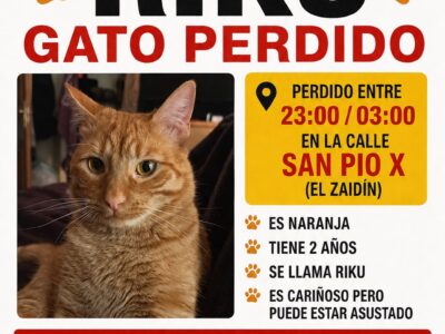Gato naranja PERDIDO