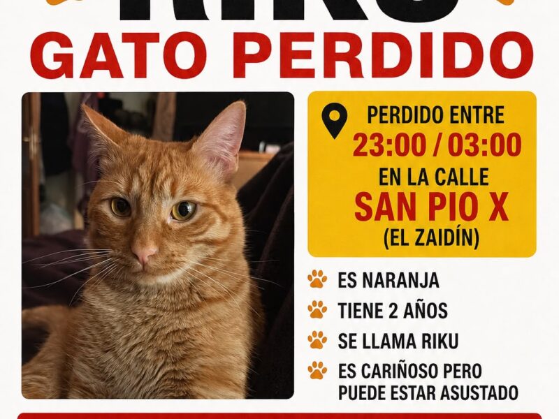 Gato naranja PERDIDO