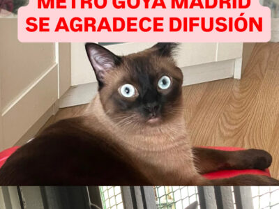 GATO DESAPARECIDO EN MADRID ZONA METRO GOYA