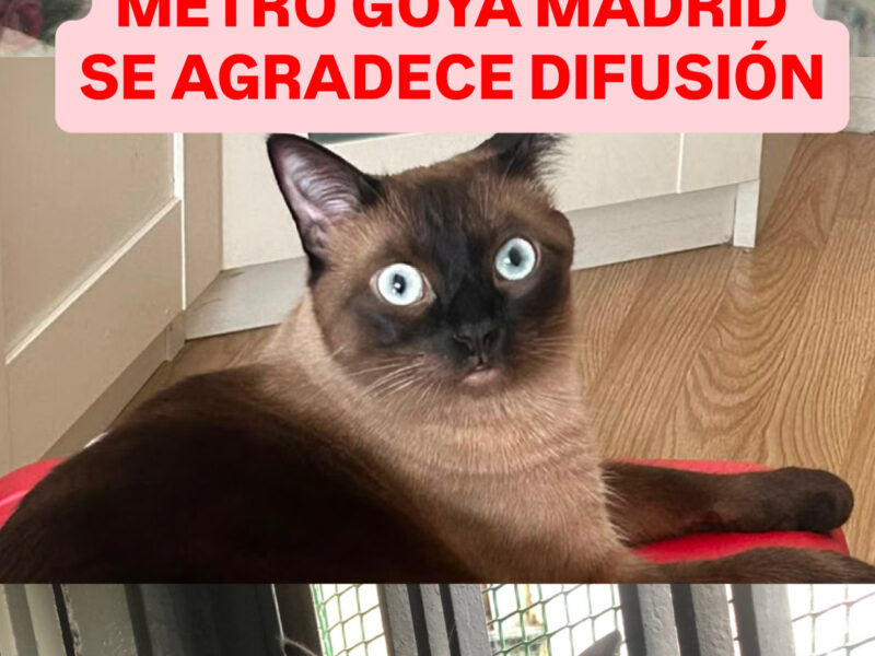 GATO DESAPARECIDO EN MADRID ZONA METRO GOYA