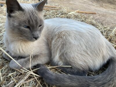 🐾 Gato Fussel desaparecido – ¡por favor, ayúdennos! 💔
