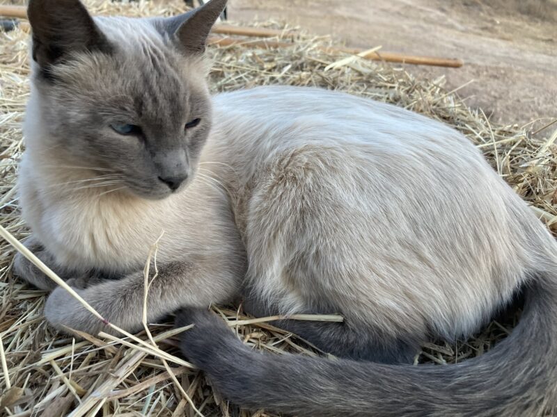 🐾 Gato Fussel desaparecido – ¡por favor, ayúdennos! 💔