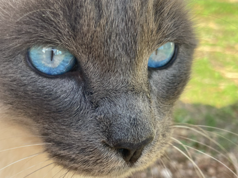 🐾 Gato Fussel desaparecido – ¡por favor, ayúdennos! 💔