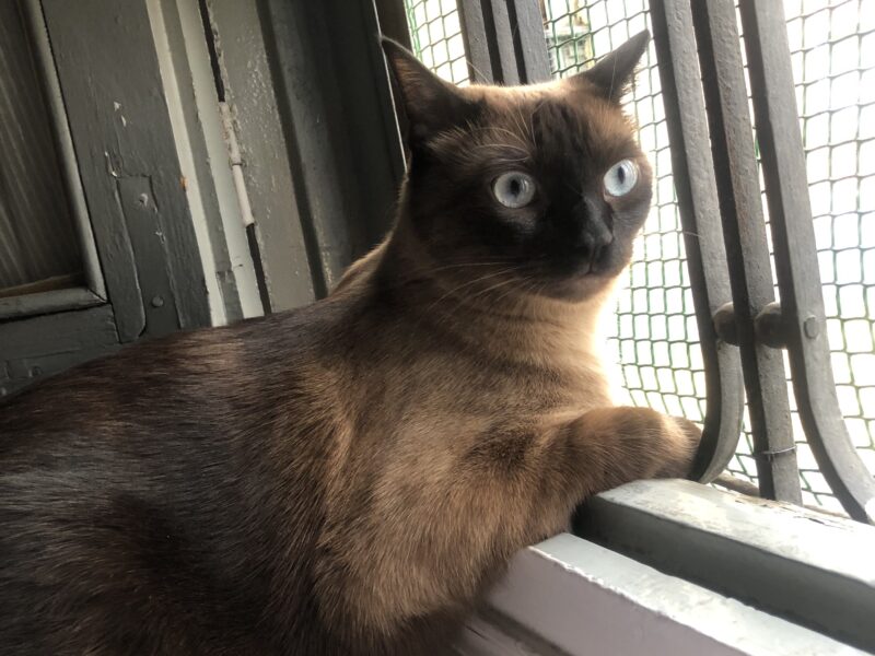 GATO DESAPARECIDO EN MADRID ZONA METRO GOYA
