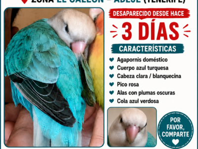Agapornis perdido