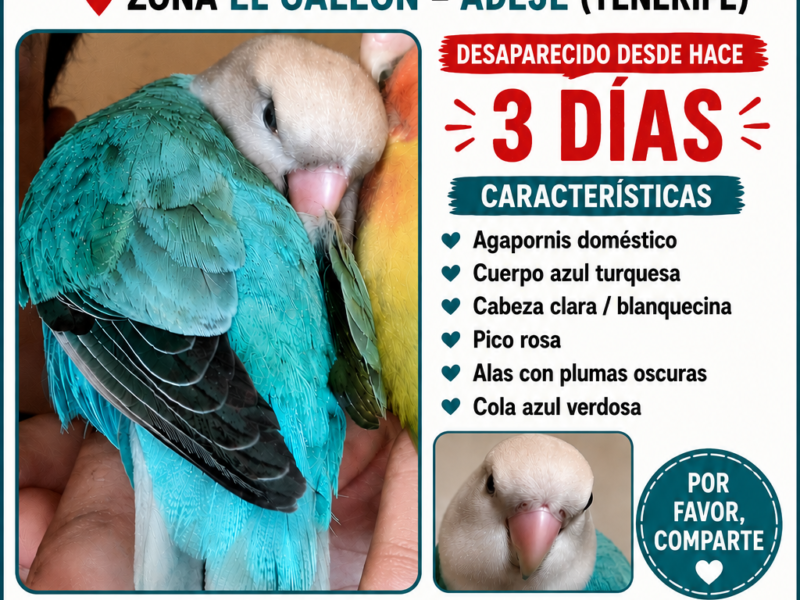 Agapornis perdido
