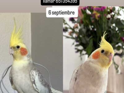 Se busca Ninfa "Rocío"