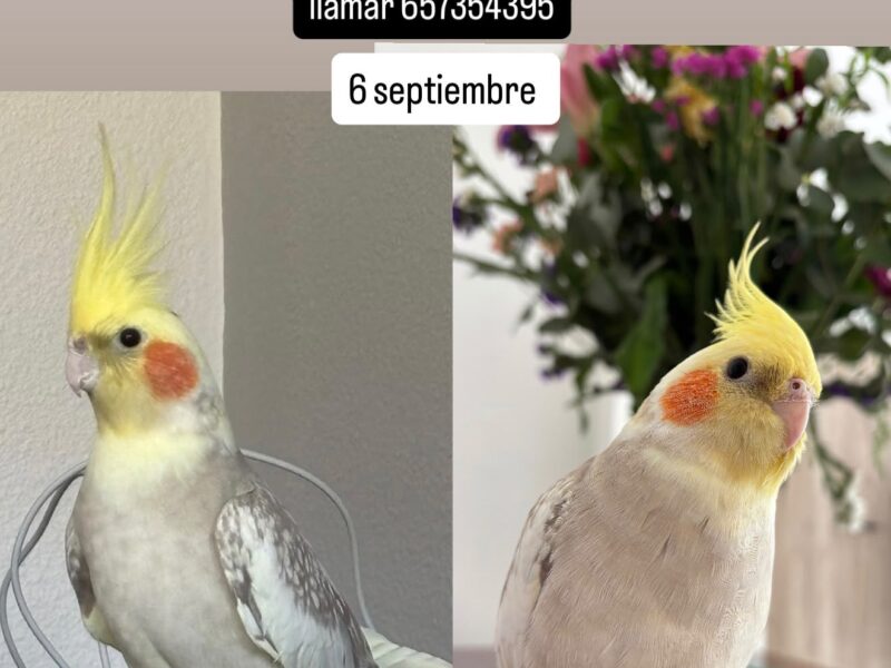 Se busca Ninfa "Rocío"