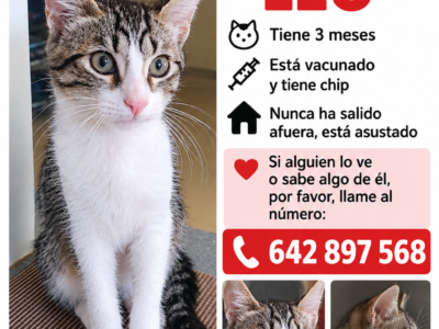 Gato perdido