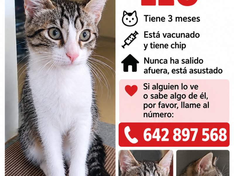 Gato perdido