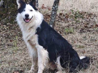 LUZU (BORDER collie)