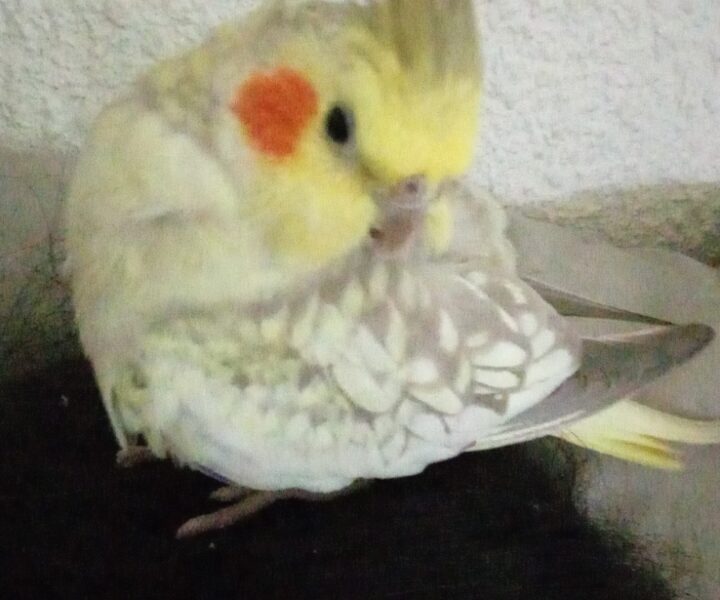 NINFA PERDIDA