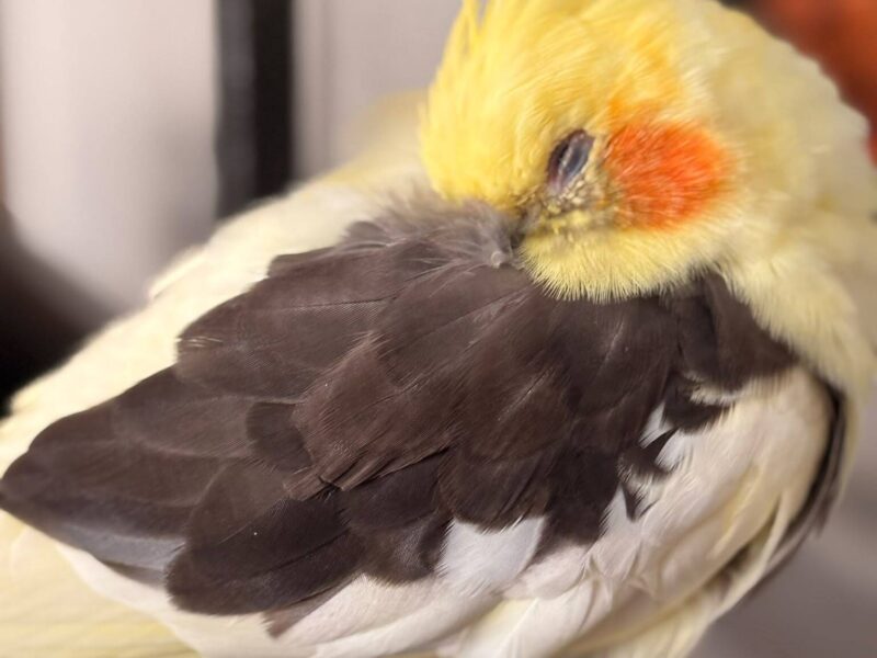 Ninfa arlequín perdida por Barberà del Vallés